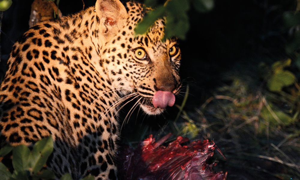 Leopardmammaen har tatt en impala tidligere på dagen, som hun og sønnen kommer tilbake for å nyte når mørket faller på. Det ser jo ikke så godt ut, men så er vi heller ikke leopard...Foto: Ronny Frimann