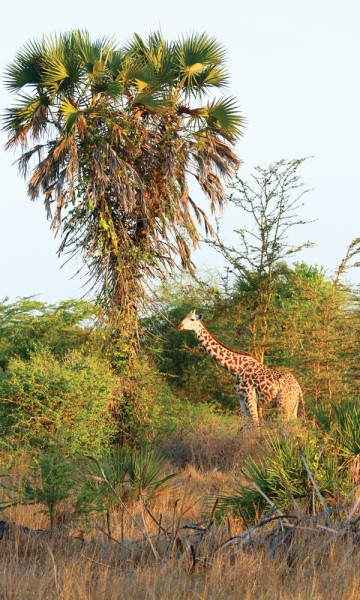 Se opp for giraffer! De langstrakte skapningene er populære innslag i nasjonalparken, og flotte fotomotiv i tett kratt. Foto: Runar Larsen