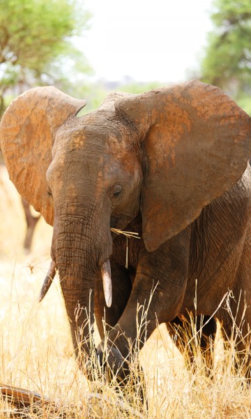 Dyrebestanden er ikke på nivå med Ngorongoro og Serengeti, men det blir stadig flere elefanter og andre spennende arter å se i Saadani. Foto: Runar Larsen