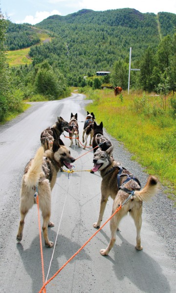 Seks firbente klare for å ta oss med på hundekjøring! Foto: Kjersti Vangerud