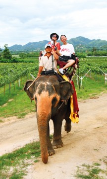 - Tradisjonelt har vi ingen vinkultur her i landet, men det er blitt trendy blant de unge å nyte vin, sier Khun Kay ved Hua Hin Hills Vineyard. Foto: Runar Larsen