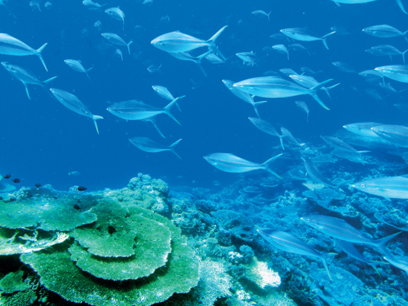 Vannet er krystallklart og byr på både store fiskestimer og fargerike koraller. Foto: Runar Larsen