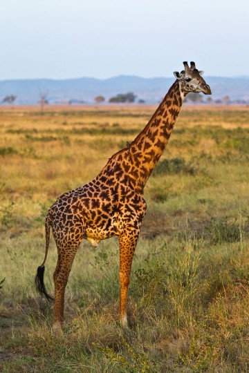 Fra safari i Sør-Afrika. Foto: Ronny Frimann