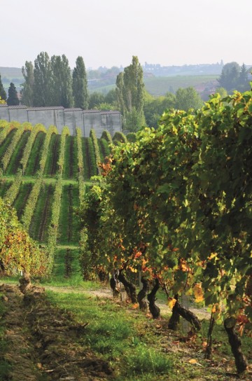 Cascina Castagna ligger i en liten kommune i Asti-distriktet, hvor det er 1300 innbyggere- men 400 vingårder. Foto: Marte Veimo