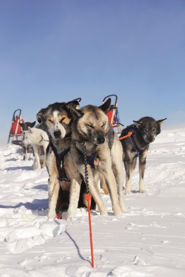 Det er vi som styrer og hundene som bestemmer. Foto: Kjersti Vangerud