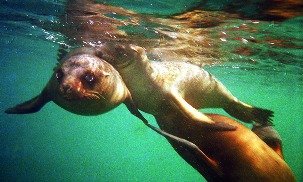 På cruise til Galápagos møter man garantert sjøløver. Foto: Torild Moland