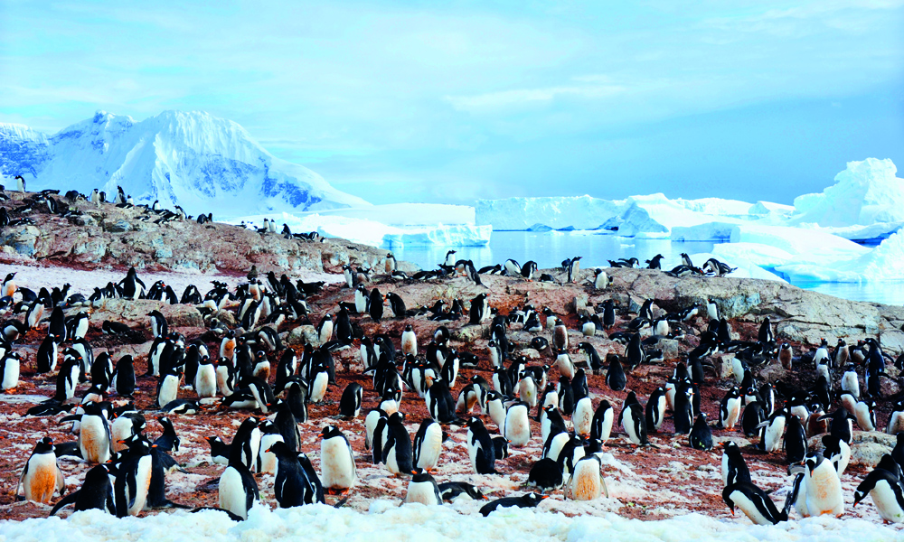 Antarktis er pingvinenes rike. Foto: Ronny Frimann