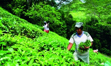 Julita Betsy og de sju andre teplukkerne på Teafactory plukker faktisk all te som selges på Seychellene. Foto: Ronny Frimann 