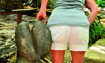 Fnis, fnis – det er ikke rart turister har det moro med Coco de Mer-nøtten og den tilhørende mannlige frøstengelen.  Foto: Ronny Frimann
