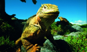 Både naturen og dyrelivet er variert, og henger sammen - dyrene har utviklet seg for å passe til naturen de bor på. Iguanene også. Foto: Torild Moland