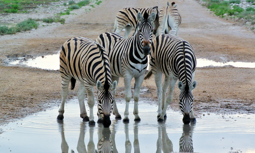 Namibia er både tørt, varmt og ugjestmildt – og det stikk motsatte. Foto: Hans Thomas Holm