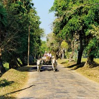 Oksekjerrer og hestevogner er et vanlig syn på veiene i Myanmar. Og kanskje særlig på trolløya Bilu Kyun. Foto: Gjermund Glesnes