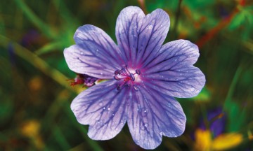 Georgia har fantastisk natur og flora. Foto: Jorunn Elise Østbø