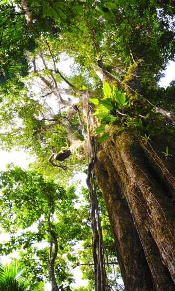 Puerto Rico er en øy på størrelse med Korsika, med så stor variasjon av det ikke skal stå på tilbudene. Likevel kan man dekke (det meste) med dagsturer, fra gamlebyen i San Juan til regnskogen El Yunque og  grottestystemet Rio Camuy. Foto: Torild Moland 