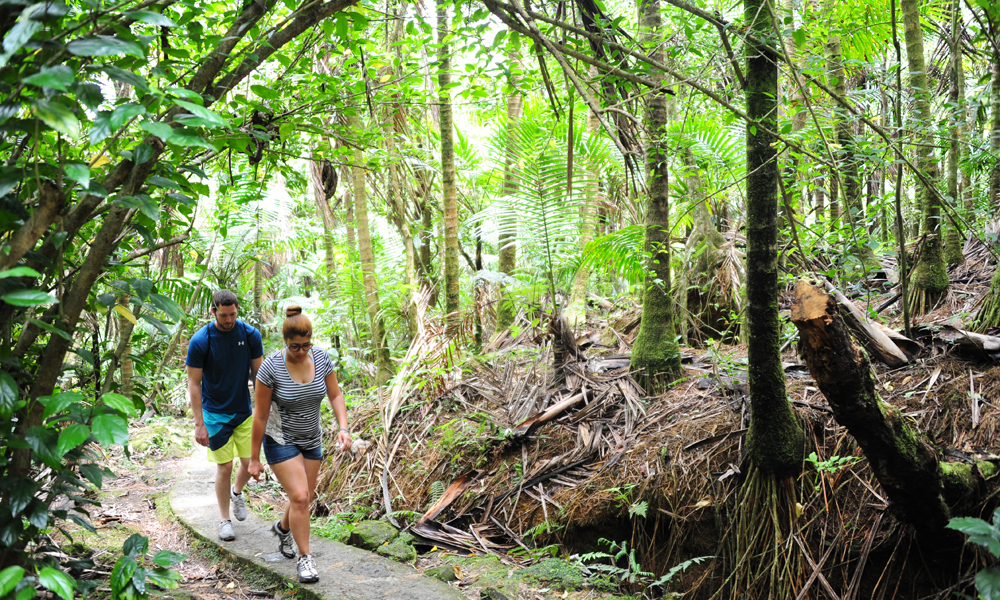 El Yunque er den eneste tropiske regnskogen i USA, og en del av nasjonalparken er gjort tilgjengelig for publikum med et nettverk av veier og stier. Foto: Torild Moland