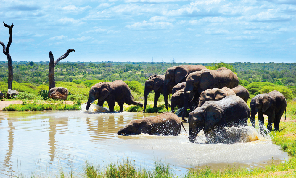 Elefantene er de eneste pattedyrene som ikke kan hoppe. Til gjengjeld kan de svømme og bruker snabelen som snorkel. Foto: Ronny Frimann