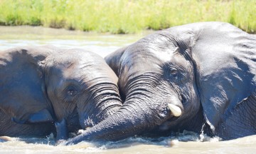 Elefanter har et avansert følelsesliv og kan uttrykke sorg, medfølelse og selvbevissthet. Eller ren og kjær kjærlighet. Foto: Ronny Frimann
