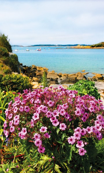 Det milde klimaet gir gode vekstvilkår for planter og blomster. Vår og sommer på Scillyøyene er et fargerikt skue. Foto: Runar Larsen