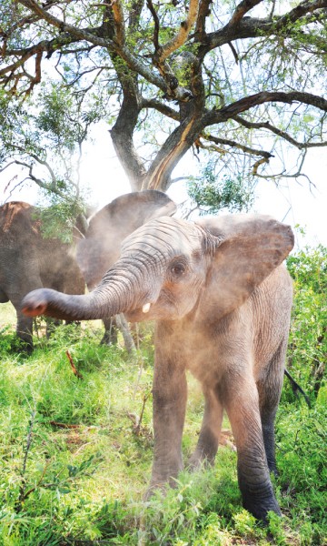 Elefanter er kloke og innsiktsfulle dyr – så kloke at Tigere mener de forstår ham bedre enn hans egen familie... Foto: Ronny Frimann