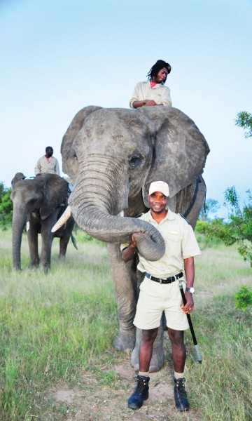 Alle elefantene i Jabulanos flokk var foreldreløse  da de ble funnet, men har nå fått en ny familie. Den består av 14 elefanter og 38 passere som tilbringer hele dagen sammen. Foto: Ronny Frimann