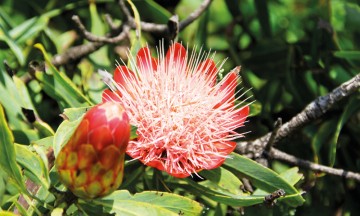Drakensbergs mangfold av flora og fauna var med på å sikre fjellkjeden en plass på UNESCOs verdensarvliste i 2000. Foto: Kjersti Vangerud