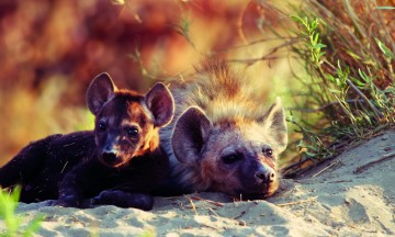 Under en halvtime fra campen har en hyenefamilie fått smårollinger, og tre små nøster snuser ivrig på bilen og lurer på hva slags raringer vi er. Foto: Torild Moland