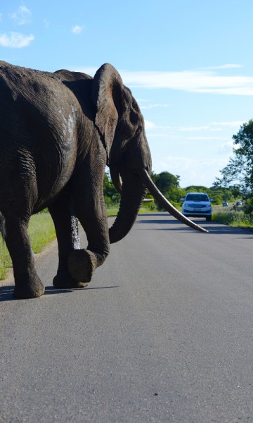 Ingen tvil om hvem som er sjefen her. Det er lett å føle seg som teskjekjerringa når en fire tonns elefant dundrer forbi bilvinduet. Foto: Torild Moland