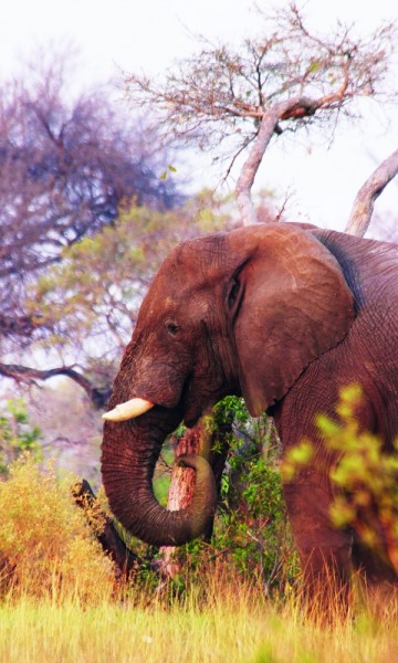 Lunsj i det fri betyr uventet selskap. Heldigvis er elefanten mest interessert i gress og busker og ikke vegetarquiche. Foto: Ronny Frimann