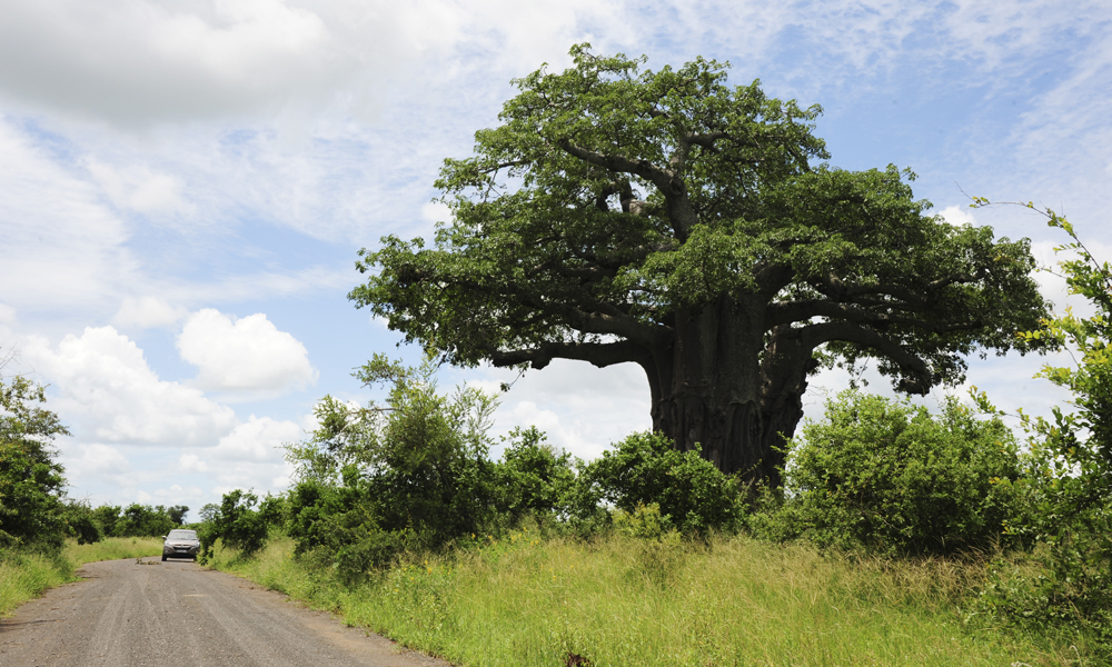 Kruger er en av Afrikas mest populære safariparker, men det er likevel lett å finne sin egen ro. Foto: Torild Moland