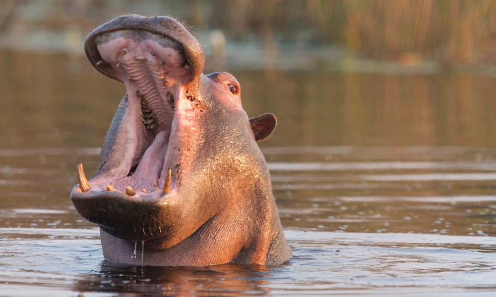 Okavango regnes som safariens Rolls Royce både på grunn av det rike dyrelivet, og det høye prisnivået. En opplevelse for livet. Foto: Ronny Frimann