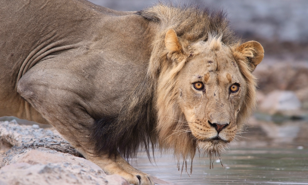 En stakkars gepard var i ferd med å forsyne seg av vannhullet, da den plutselig stakk. Ike uten grunn – Løvenes konge var også tørst. Foto: Ronny Frimann