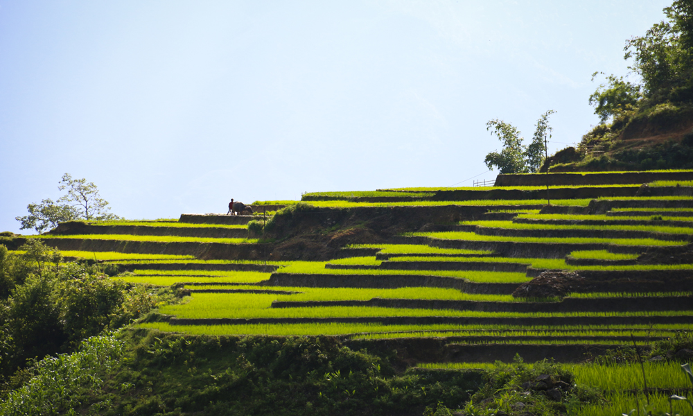 Risterrassene er ofte det som imponerer turistene mest når de kommer til Sapa, og det er et imponerende syn. Foto: Preben Danielsen