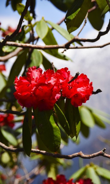 En rhododendron i sin fulle prakt. Foto: Mari Bareksten