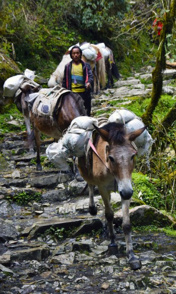 Veiene her er ikke lagd for oss. De er egentlig gamle transportveier. Foto: Mari Bareksten