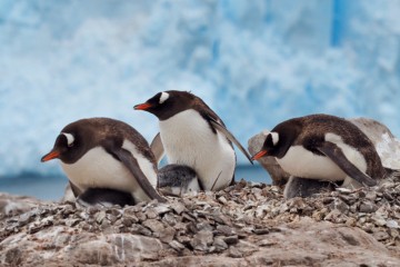 Pingvinene spiller stadig hovedrollen. Foto: Ann Kristin Balto