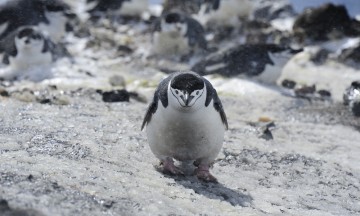 Antarktis byr på et helt spesielt dyreliv, flere typer pingviner. Dette er en ringpingvin. Foto: Ronny Frimann