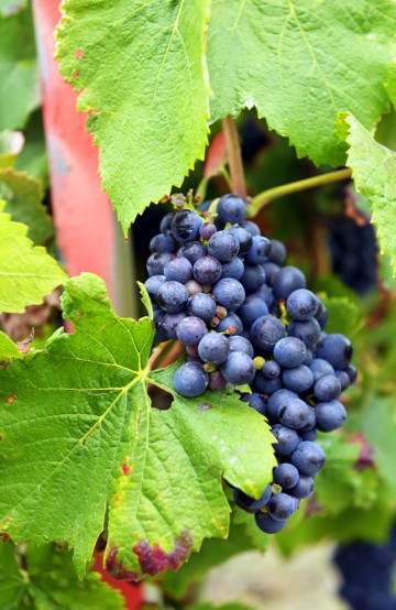 Plukkmodne vindruer smaker overraskende godt i seg selv. Men enda bedre som ferdig champagne. Foto: Gjermund Glesnes