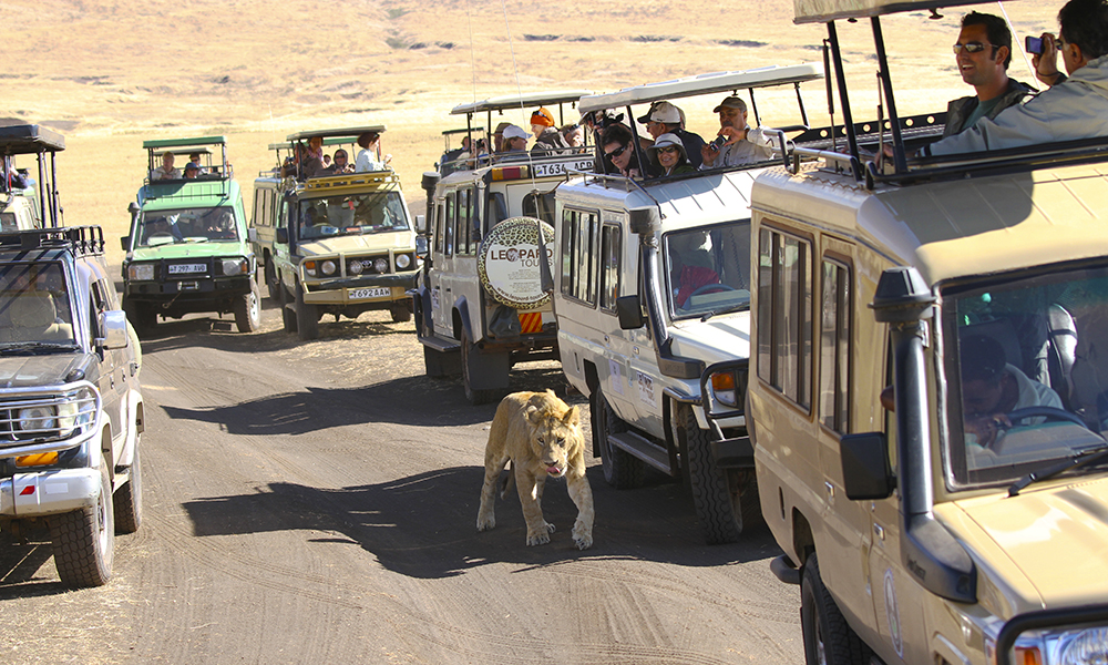 Vel nede i bunnen møter vi tallrike løver – og andre turister. Foto: Runar Larsen