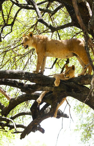 Det er kort mellom dyreopplevelsene i Ngorongoro. Foto: Runar Larsen