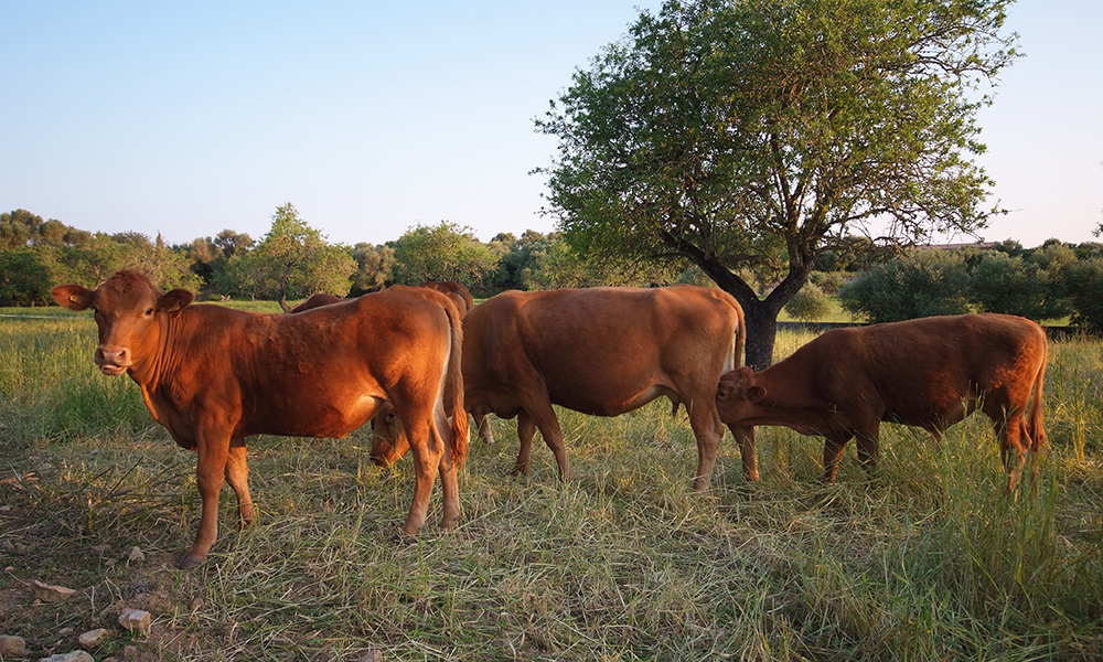 Noen gang drømt om å bo på bondegård med hester, kuer og andre dyr? Da er fincaferie på Mallorca noe for deg. Foto: Ronny Frimann