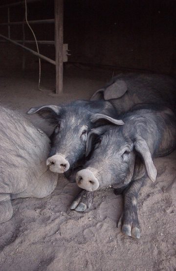 I en binge på tunet stikker to griser snutene ut for å hilse på gjestene. Foto: Ronny Frimann 