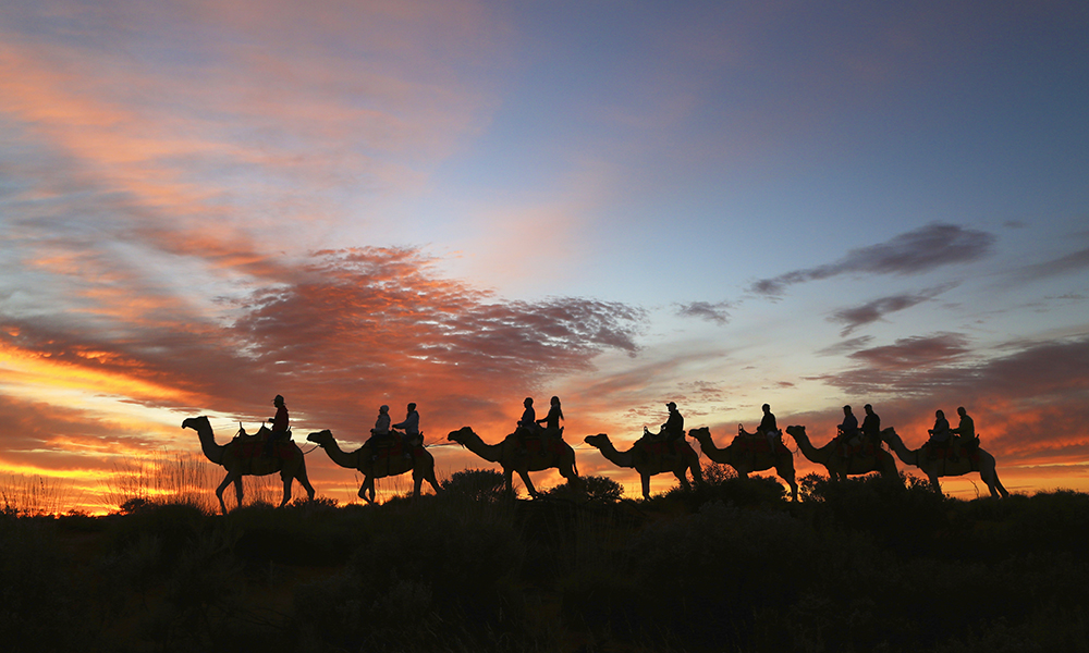Dromedarene kom til Australia på 1800-tallet fra Afghanistan og Pakistan, og var i mange år det viktigste transportmiddelet i ørkenen, da de var det eneste dyret som kunne tåle de lange vandringene. Foto: Uluru Camel Tours 