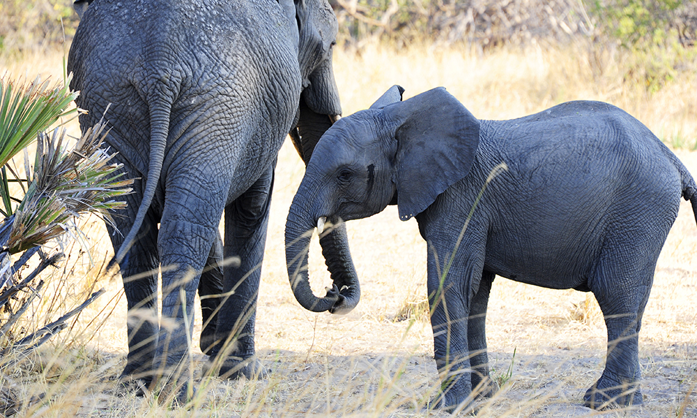 Tanzania har mistet langt over halvparten av sine elefanter bare de siste sju årene. Men i Katavi er det fortsatt store flokker – og det er bare å skygge banen når de kommer. Foto: Ronny Frimann