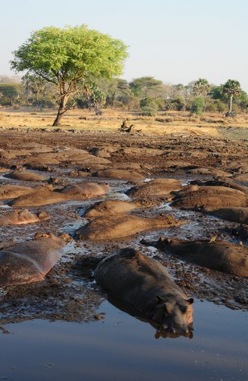 Katavi har Tanzanias største tetthet av flodhest. Katavi er best i den tørre tiden fra mai/juni til oktober/november, da samles dyrene ved vannhullene og man kan se hundrevis av flodhester i én liten pytt. Foto: Ronny Frimann 