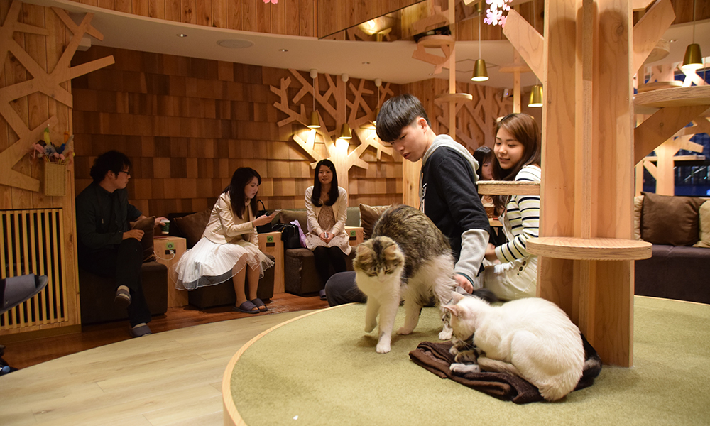 Skal det være en katt til kaffen? I Tokyo er det meste mulig. Foto: Mari Bareksten