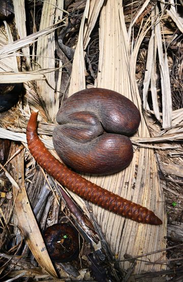 Fnis, fnis – det er ikke rart turister har det moro med Coco de Mer-nøtten og den tilhørende mannlige frøstengelen. Foto: Torild Moland