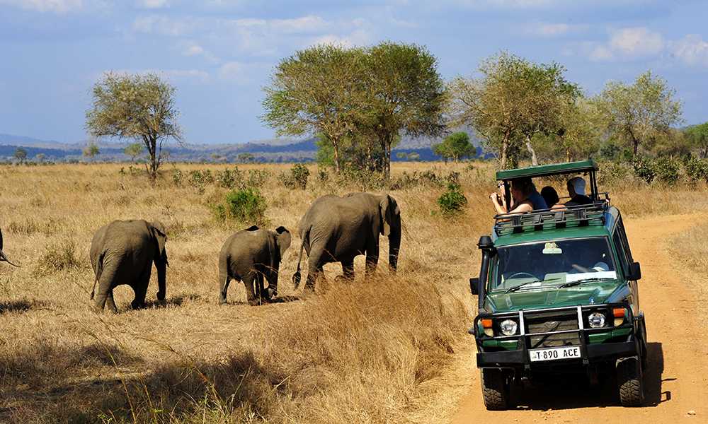 Ruaha er Afrikas nest største nasjonalpark, lite besøkt – men med et vannvittig dyreliv. Foto: Ronny Frimann