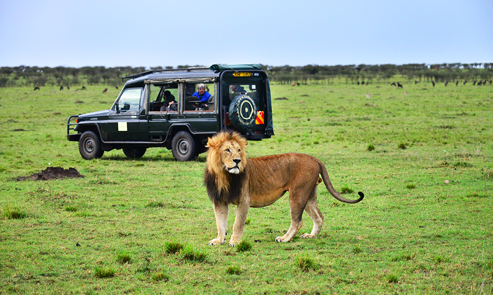 Man vet aldri hva man opplever på safari. Plutselig hilser til og med selve majesteten på. Foto: Ronny Frimann 