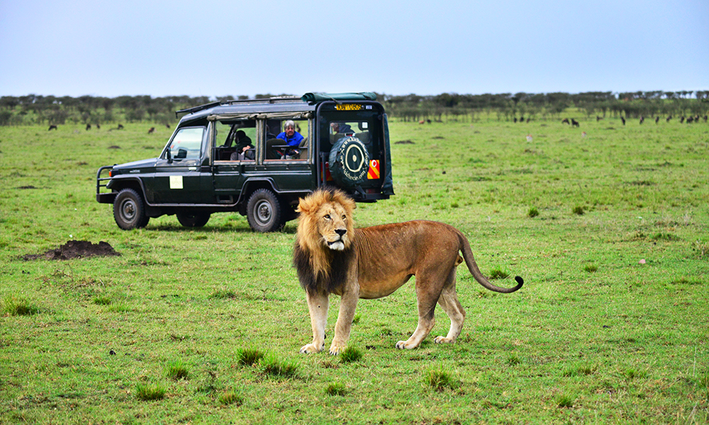 Man vet aldri hva man opplever på safari. Plutselig hilser til og med selve majesteten på. Foto: Ronny Frimann