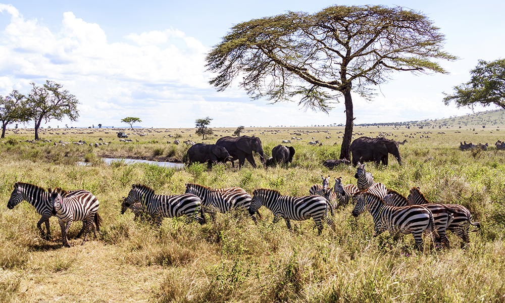 Det blir tid for herlige dager på savannen. Foto: Magical Kenya 